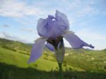 Iris o Giaggiolo